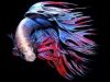 betta-crowntail